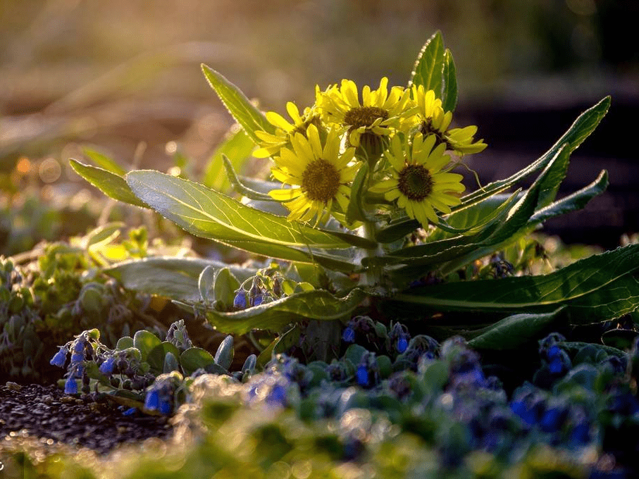 俄罗斯勘察加地区景色 河流开阔野花盛开