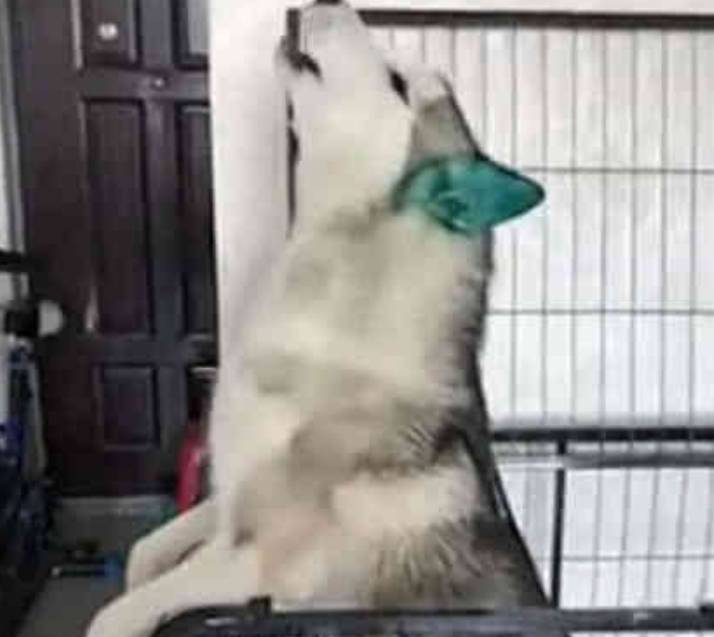 因为|哈士奇遇上霸道女汉子，一下子就怂了，二哈：女侠饶命啊！