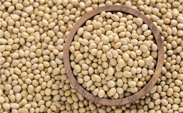 几月份种黄豆 b4e01e45de52490b94332fdc1077093c.jpeg