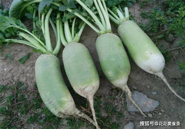 什么时候种水果萝卜 e9152d31b5f541edb6755a23a1326f99.jpeg