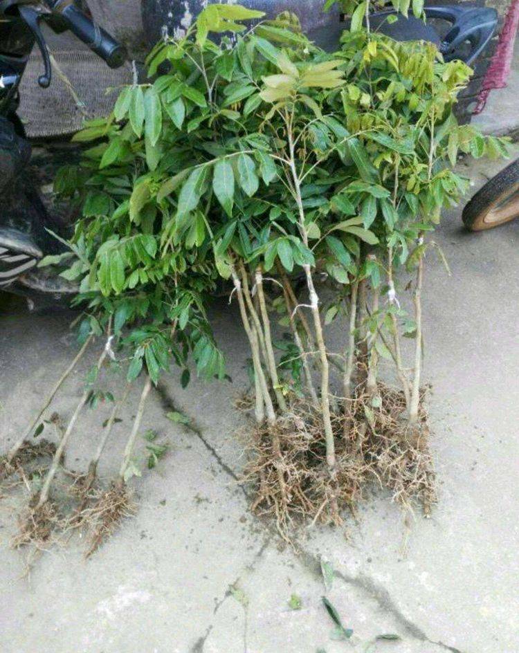 植物|大千世界真奇妙，不起眼的植物放到水里能長出漂亮的盆景