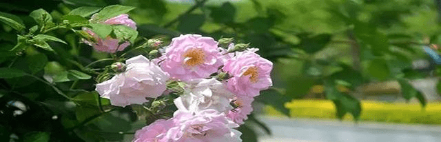 成都春天赏花地：浣花溪公园 繁花似锦品种多样 被评为五星级公园