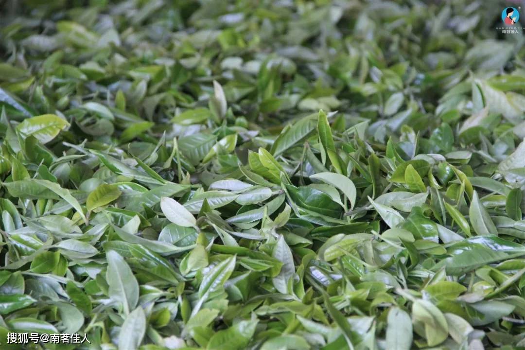 化合物|“三年药、七年宝”是假的？被质疑的云南白茶，药香究竟怎么来的？