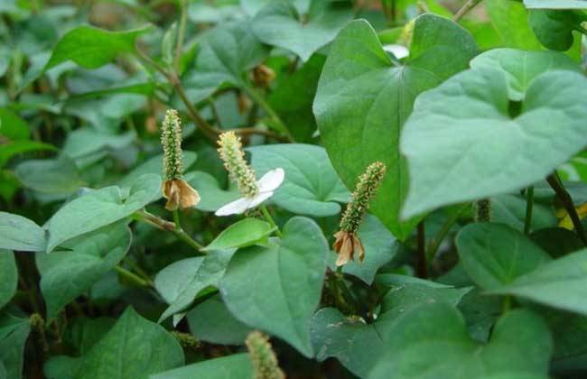 排脓消痈,利尿通淋良药——鱼腥草