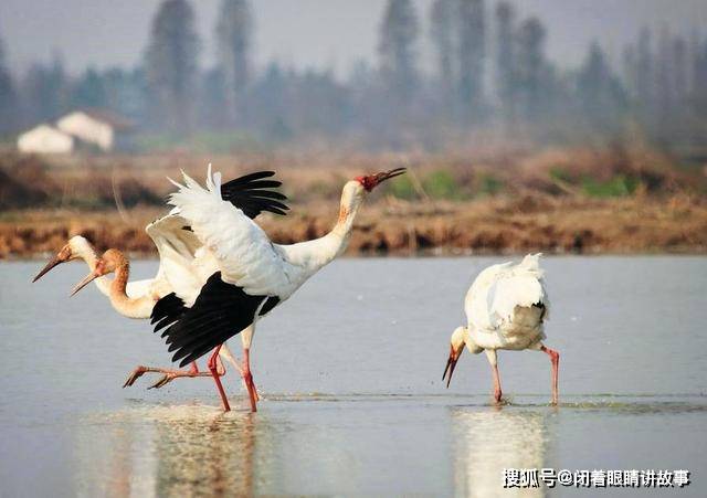 首批白鹤飞来鄱阳湖过冬，迁徙途中大吃特吃，几天内体重增加一倍
