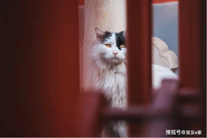 来生做只猫活在故宫里