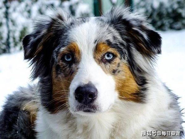 澳洲牧羊犬vs邊境牧羊犬究竟誰勝誰負