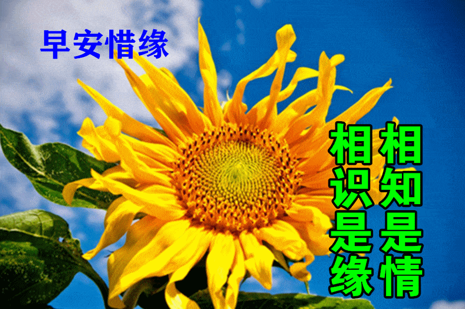 2021创意唯美秋日早安问候动态水果图片带字温馨 创意好看的早上好