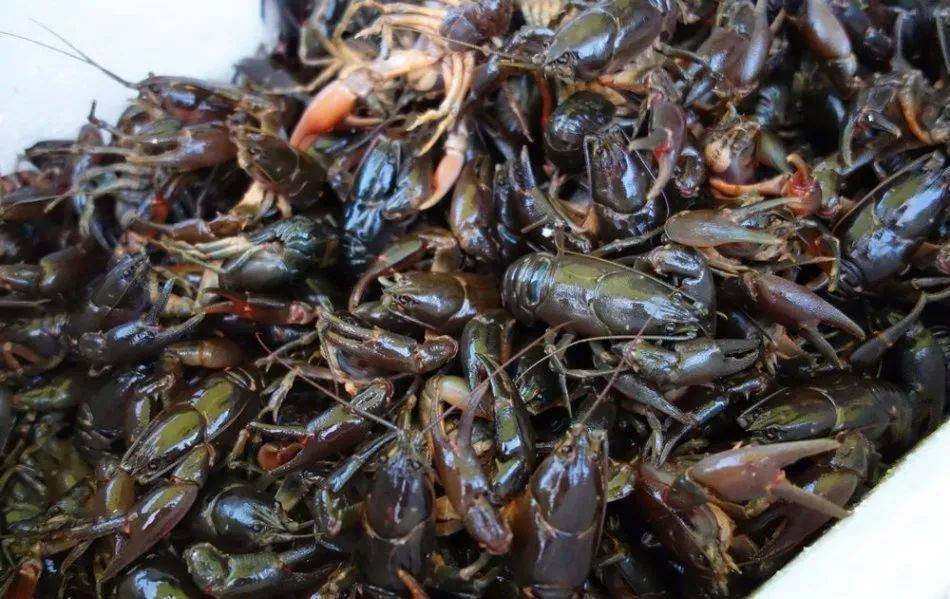 原创俗称东北小龙虾水质好的溪流才有市场价格高却无法养殖