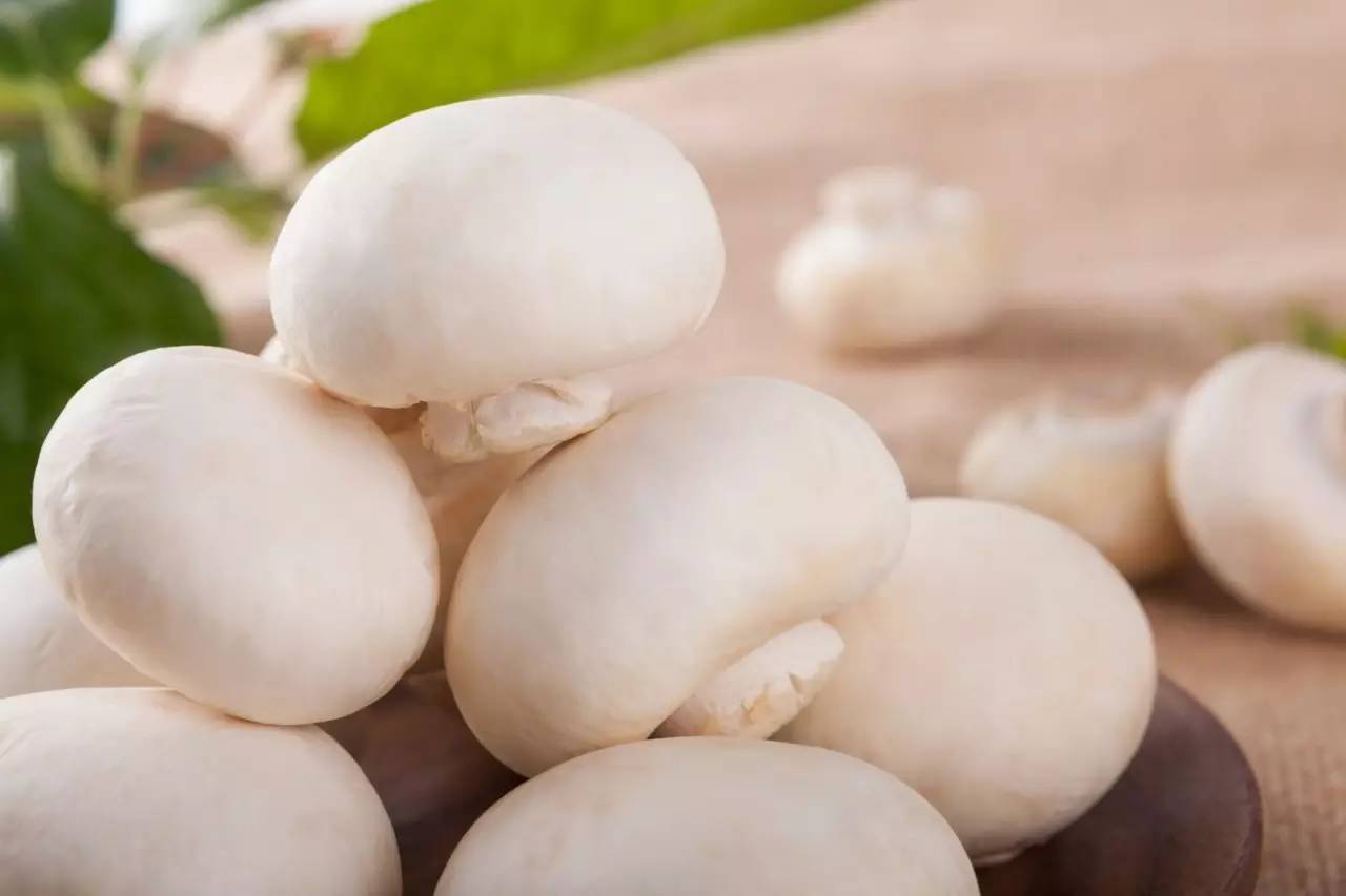 众兴菌业,这个西北的农业公司发展得怎么样?_毛利率