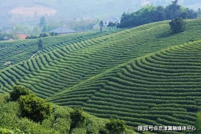 福鼎|刘月好:福鼎白茶的文化传承