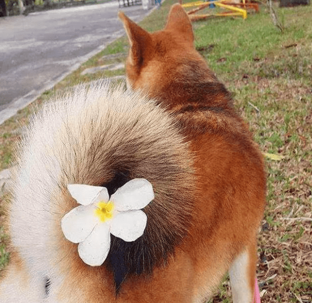 状态|狗狗的心情全写在了尾巴上，读懂这些尾巴状态，和狗更亲近