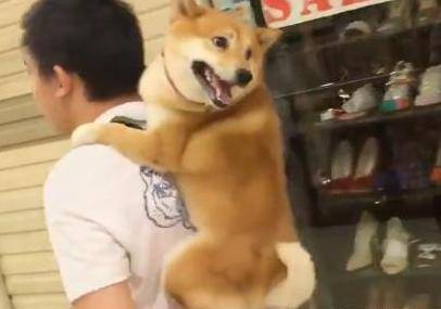 主人帶柴犬逛街，還沒逛多久，它就讓主人背著才肯走 萌趣萌寵 第2张