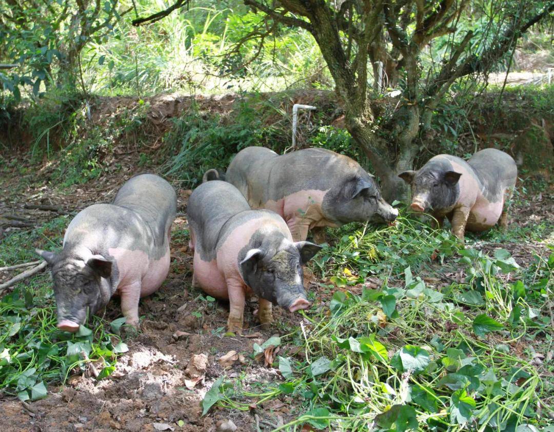 陆川猪获2021年中国品牌认证品牌价值为3084亿元