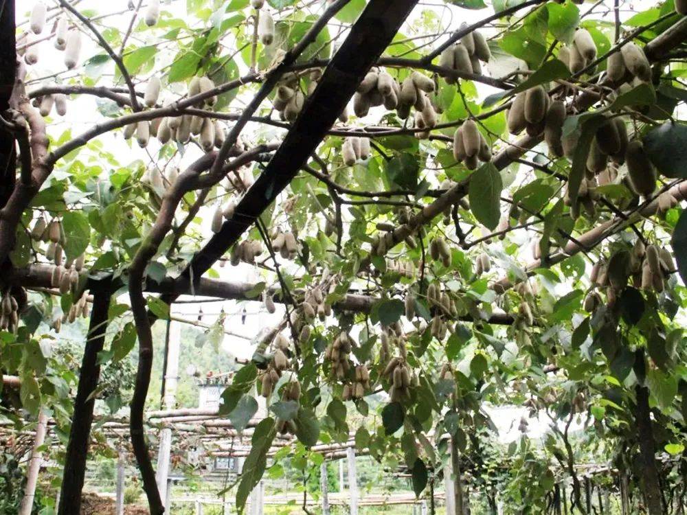 专家肯定了毛冬瓜的市场价值,市场价格又不错,自然让毛冬瓜成了热门