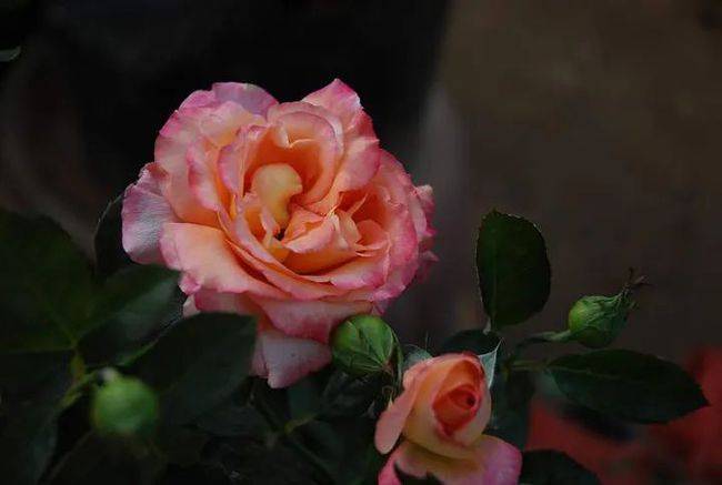 笑死 你收到的玫瑰都是月季 蔷薇