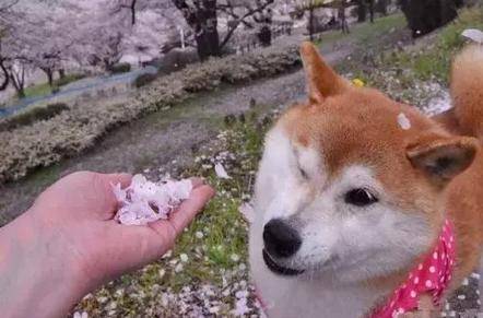 網友讓柴犬聞花瓣香不香，柴犬直接拒絕，就不聞就不聞 萌趣萌寵 第2张