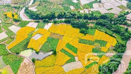 韶关新田村的迷人风光，航拍视角下的粤北乡村，金黄的稻田景色美