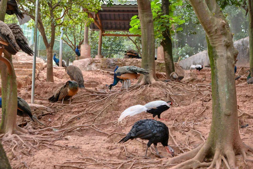 贛州森林動物園鳥類探索親子課堂來啦快帶上你家萌娃來參與吧