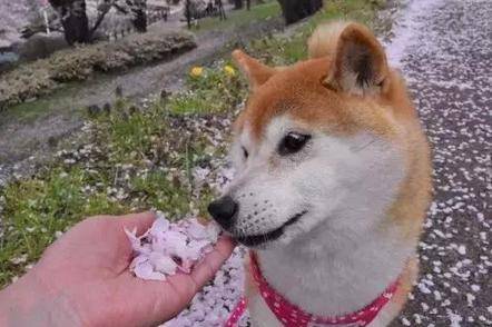 網友讓柴犬聞花瓣香不香，柴犬直接拒絕，就不聞就不聞 萌趣萌寵 第3张