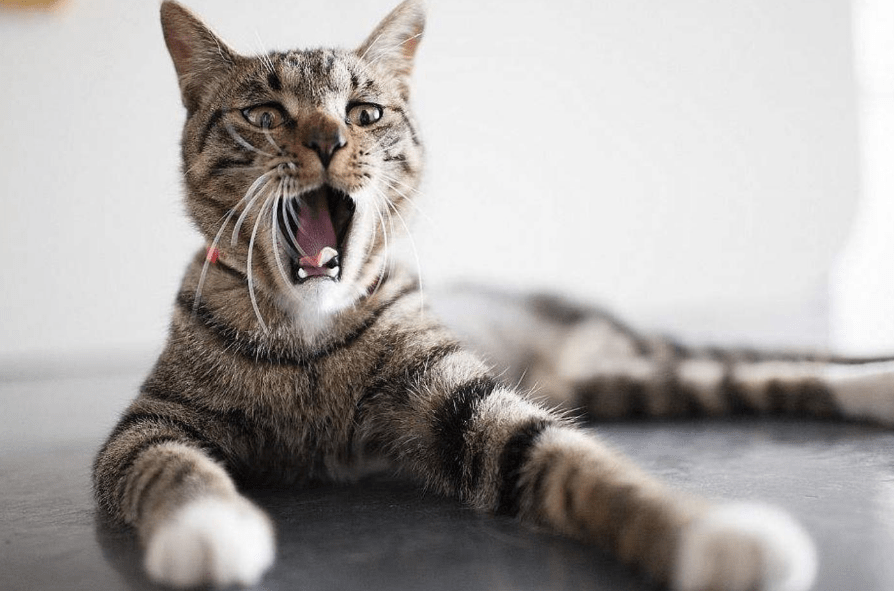 猫咪|原来“狸花猫”这么“可怕”，怪不得养过的人，都说不会再养了