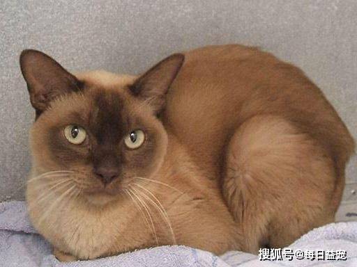 独立|6种寿命长的猫咪，推荐给喜欢养猫的人！