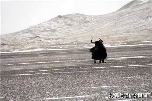 阿尔金日记：一头野牦牛正悄悄向我们靠拢，吓得我顿时一身冷汗