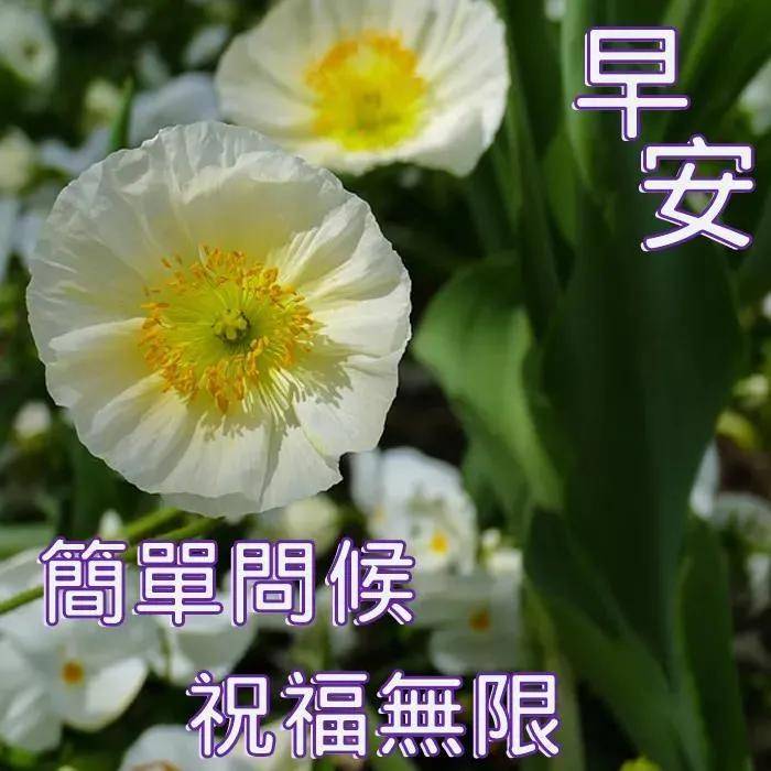 原創9張最新創意好看的早安早上好圖片帶祝福語 不用打字聊天的早上好