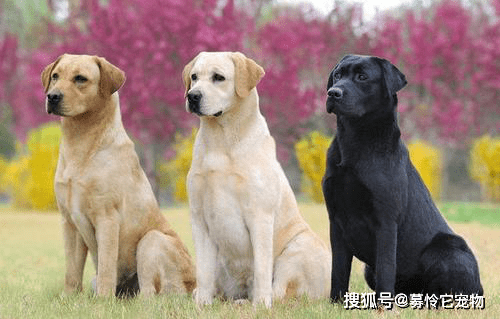 狗为啥会对主人忠心 d6c4faab5ba54817b7028ccf1fe6718e.png