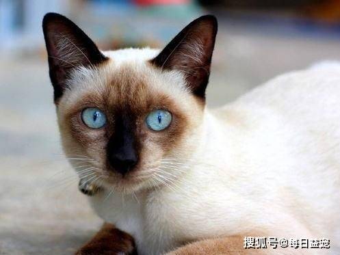 独立|6种寿命长的猫咪，推荐给喜欢养猫的人！