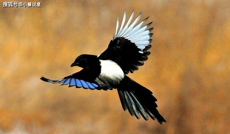 世界上最大的猫头鹰前五名 30de25b4584b4e0384667dd0e57f7378.jpeg