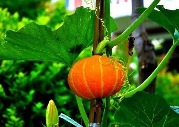 饮食|透析前该怎么吃,才有好的透析效果呢?