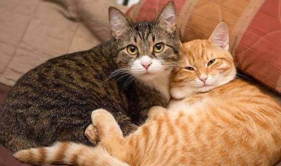 因为|狸花猫野性很大，无法和主人产生感情吗？