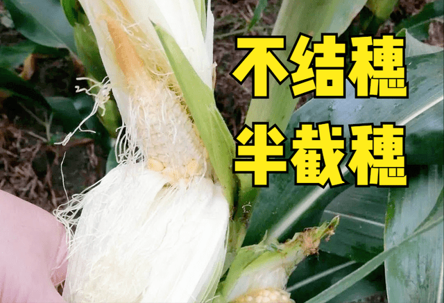 8e826bf522ca4470a110fd700875c8f8.png