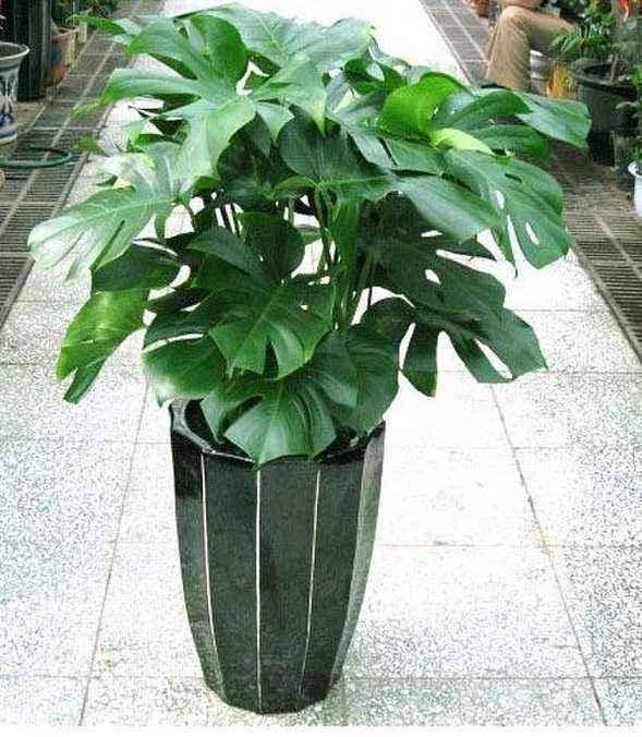 龟背竹怎么浇水比较好 abb40d588cb14ad28762cc8015d1fed1.jpeg