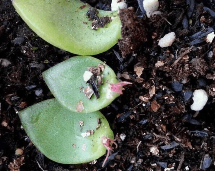 多肉怎样扦插成活率高 db5561c06abe42fb81d7a380e84c85ee.png