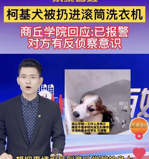 事情|?“洗衣机柯基”遭虐待,宋祖儿等3位明星发声,至今未找到施暴者