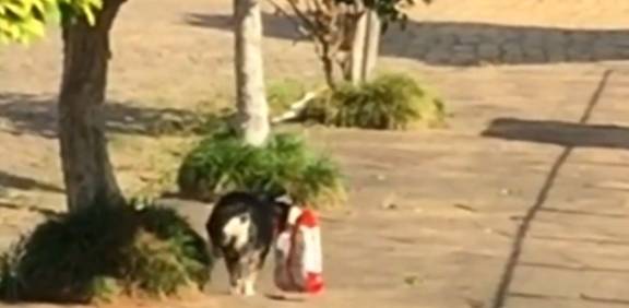 好事|狗狗每天都去店里赊账，把超市当成自己家，主人却对着账单发愁！
