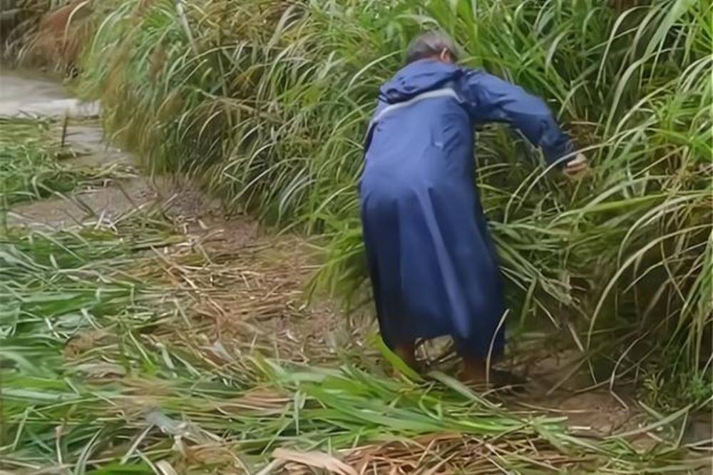 原创浙江:父亲怕女儿的车刮花,冒雨割路边茅草,女儿坐车里旁观