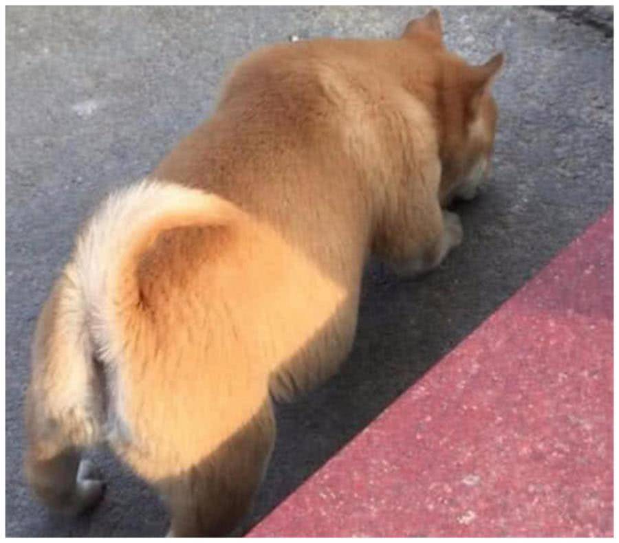 送給表妹一隻田園犬, 一個月後去她家串門, 進門一看直接懵了 萌趣萌寵 第2张