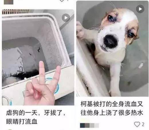 生命|情侣搬家将宠物狗遗弃出租屋十几天，致其浑身生蛆！多位明星发声