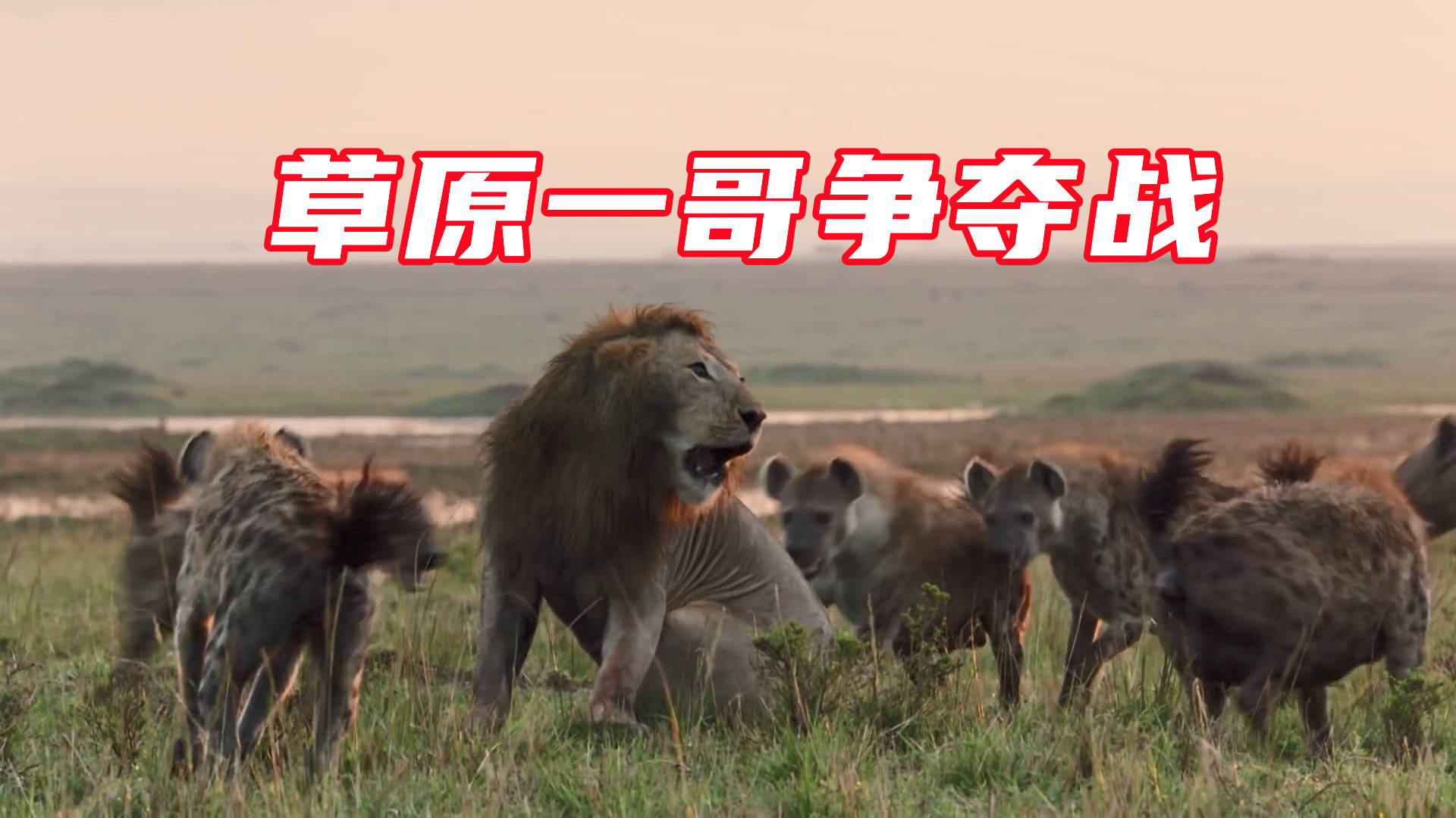一只狮子被一群鬣狗围攻究竟谁才是真正的草原一哥