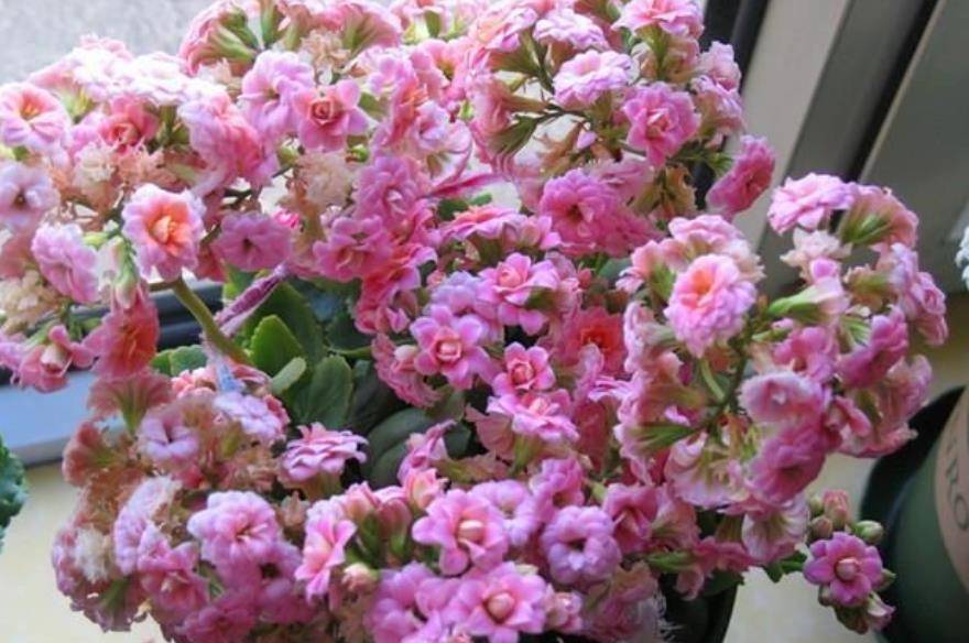 8 9月养长寿花 趁早做好这件事 不黄叶烂根 花开一茬接一茬 开花