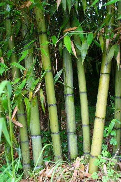 网上买的竹子种子能种活吗
