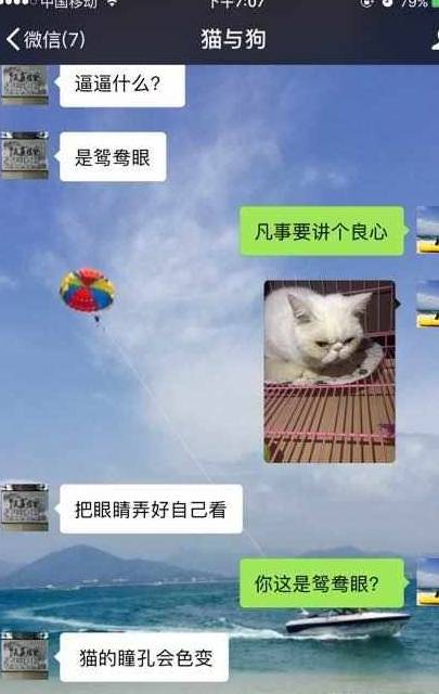 异国|女子花7500买加菲猫被骗，三天后看到猫咪的眼睛，网友瞬间泪目