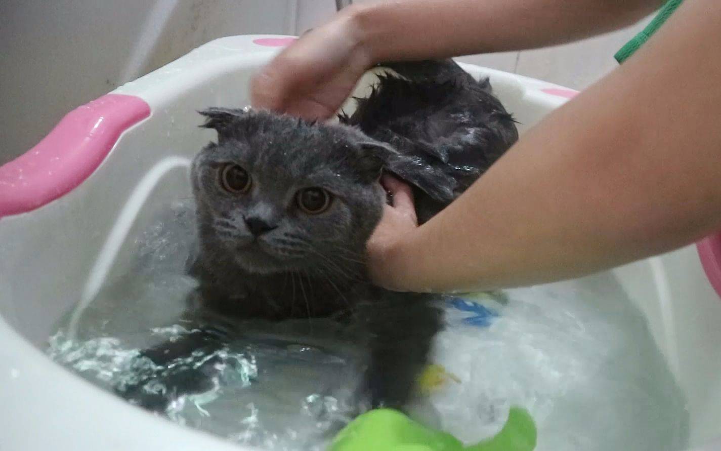 "养猫10年,只给猫咪洗过一次澡:猫咪一生不洗澡可以吗?