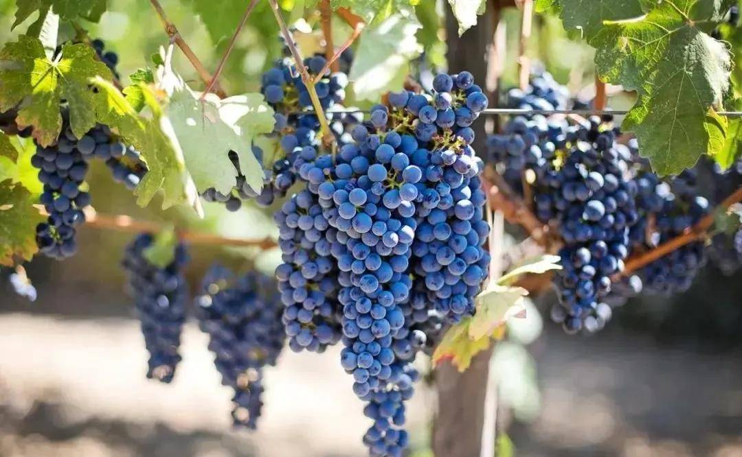 刘金启|赵薇4000万买外国酒庄，卖回国980元一瓶，结果被煤老板狠狠打脸