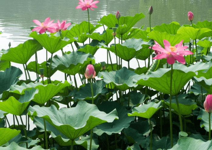 11月紫气东来大吉兆 贵人助熬过大难的3生肖 财运