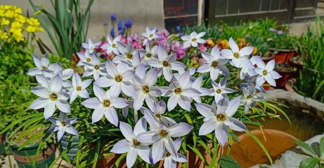 原创家里养的"仙女花,奶奶非说是芹菜,还薅一把想炒菜吃