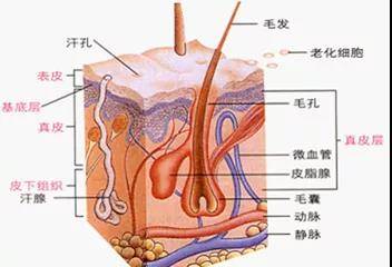 人体|葛林若｜清洁皮肤的学问one